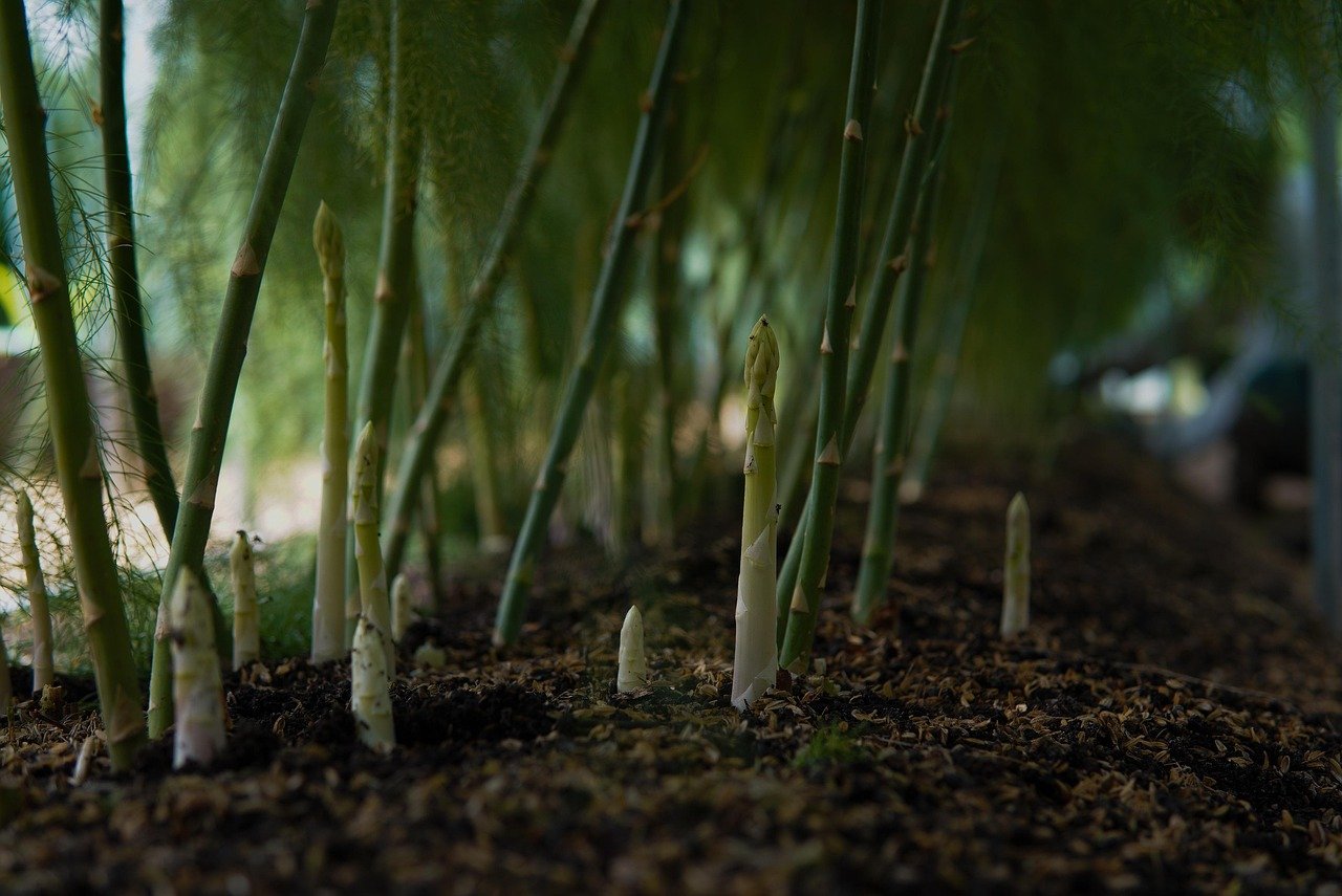 asparagus, plants, field, vegetable, organic, asparagus field, nature, closeup, asparagus, asparagus, asparagus, asparagus, asparagus, asparagus field, asparagus field