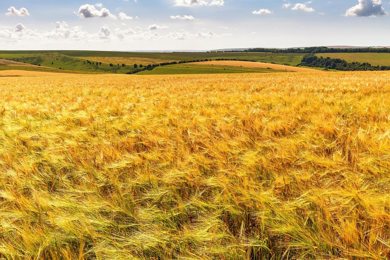 field, nature, agriculture, countryside, rural, outdoors, corn, wind, harvest, golden